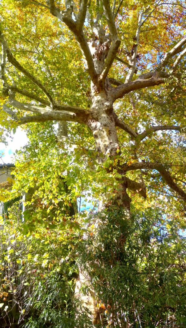 Le Moulin Aux Chandelles 2, Vacances & W-E, Vues Riviere, Montagne & Ville, Tout Confort Deconnecte, Eclairage Bougies, Connexions A 200M Au Centre Le Vigan Gite Les Amoureux De L'Arre, Randonnee Chemin De Saint-Guilhem-Le-Desert, Lire Profil Avant R ภายนอก รูปภาพ